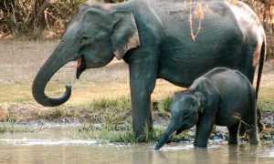 Yala National Park : la vérité j’y étais !