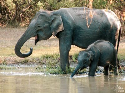 Yala National Park : la vérité j’y étais !