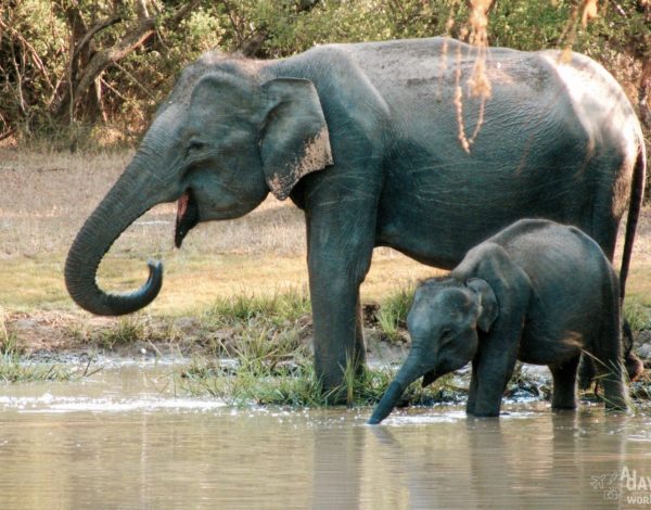 Yala National Park : la vérité j’y étais !