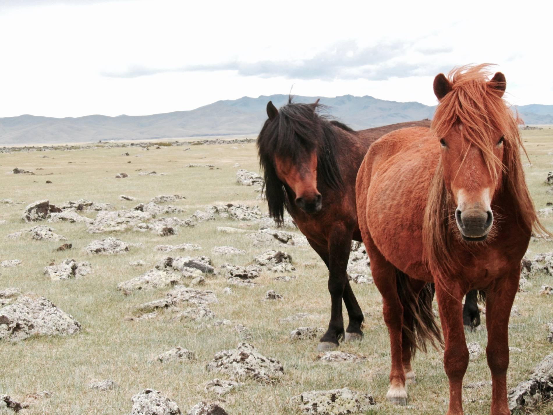 cheval steppe mongolie