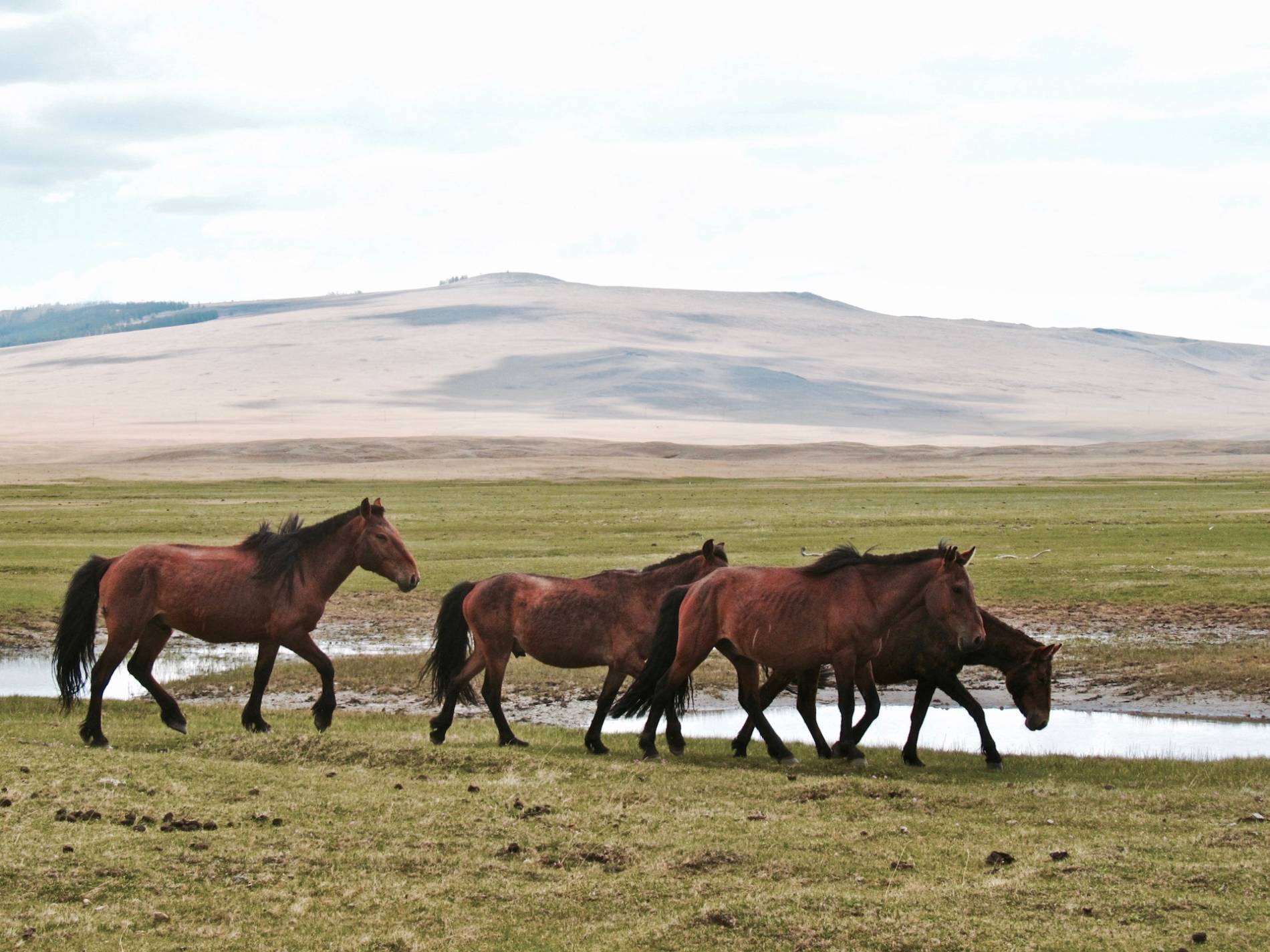 chevaux mongolie