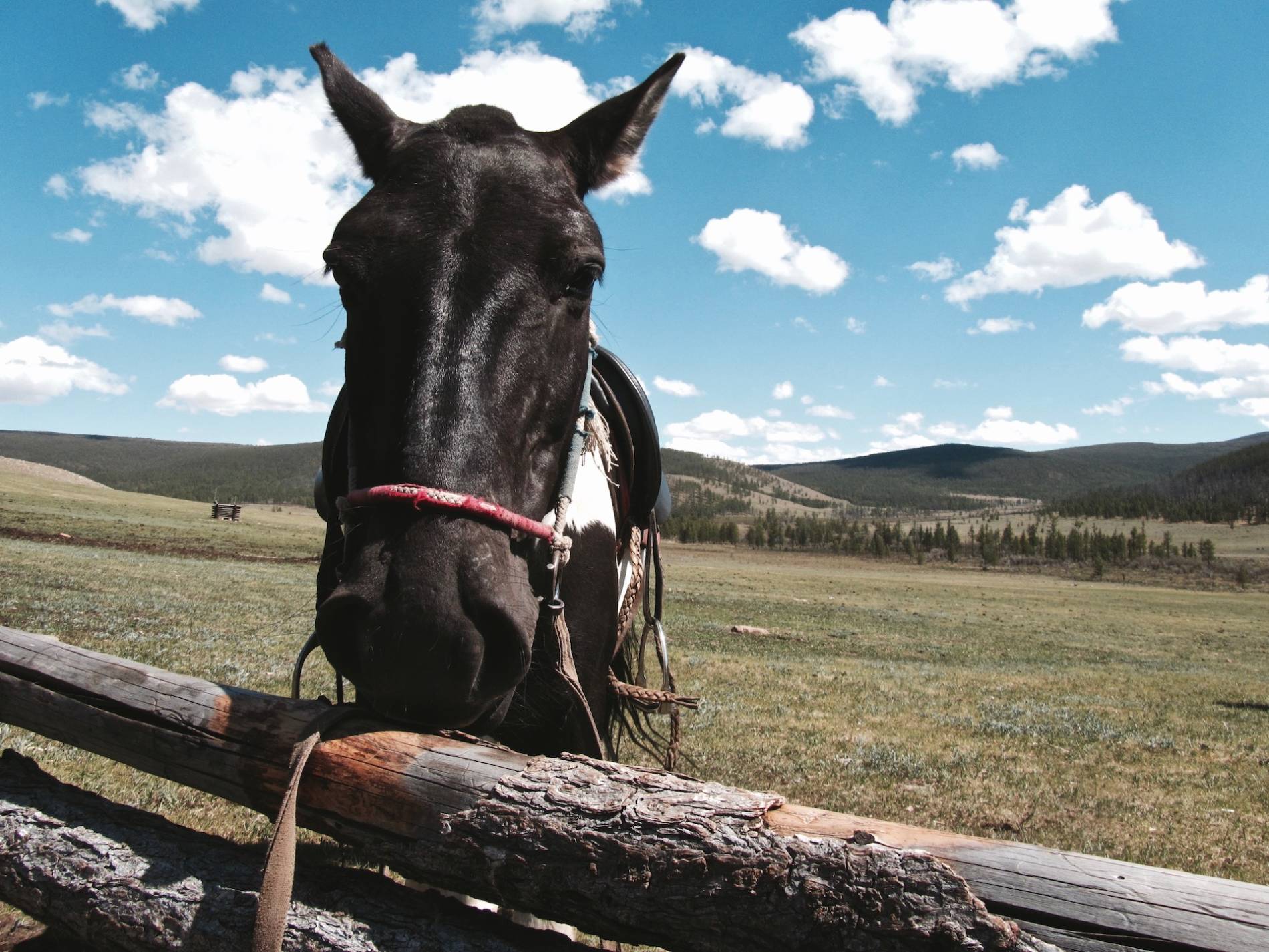 randonnee cheval mongolie