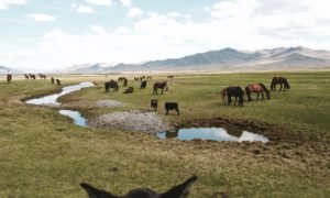 Randonnée à cheval en Mongolie