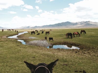 Randonnée à cheval en Mongolie