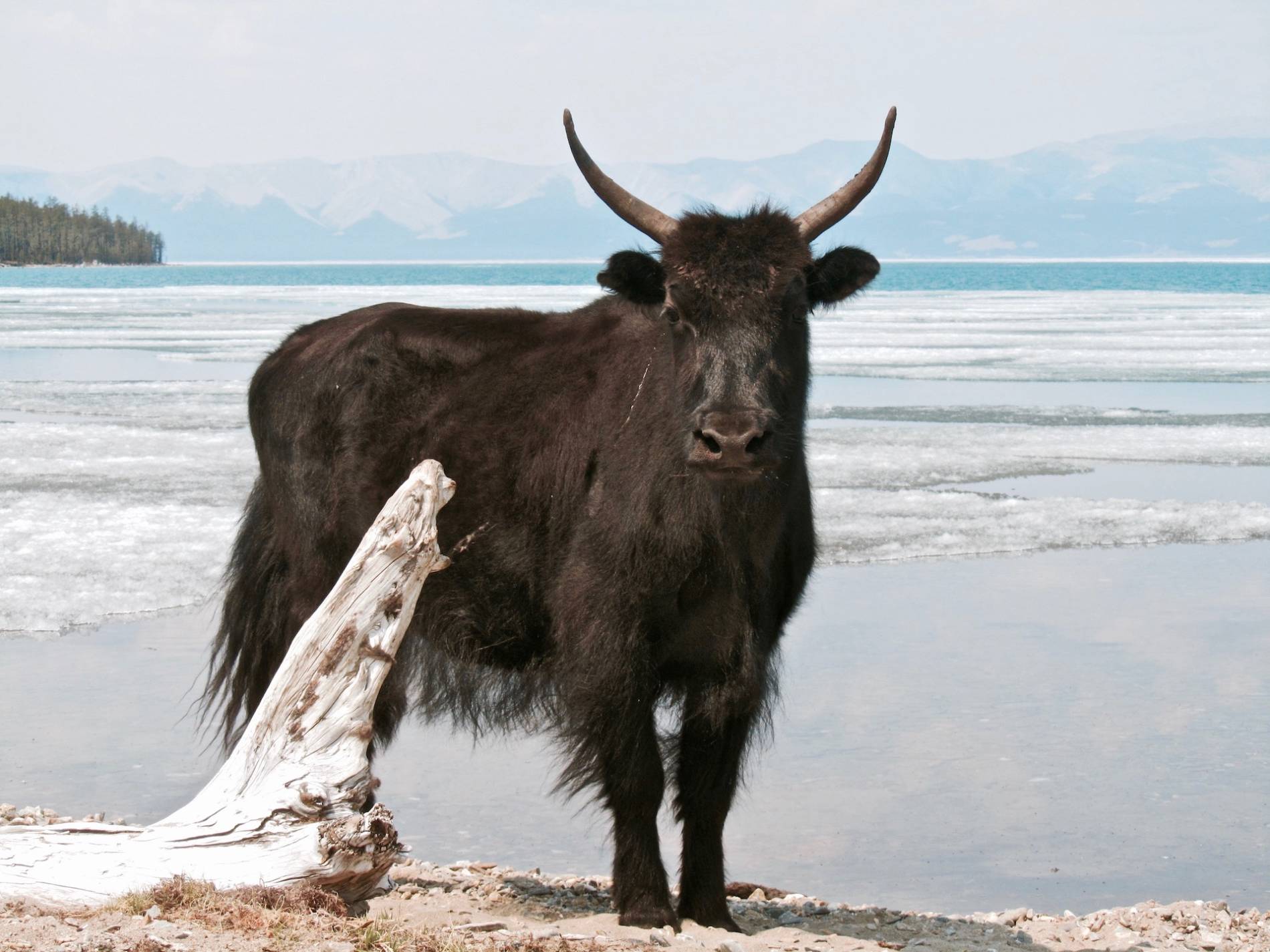 yak mongolie