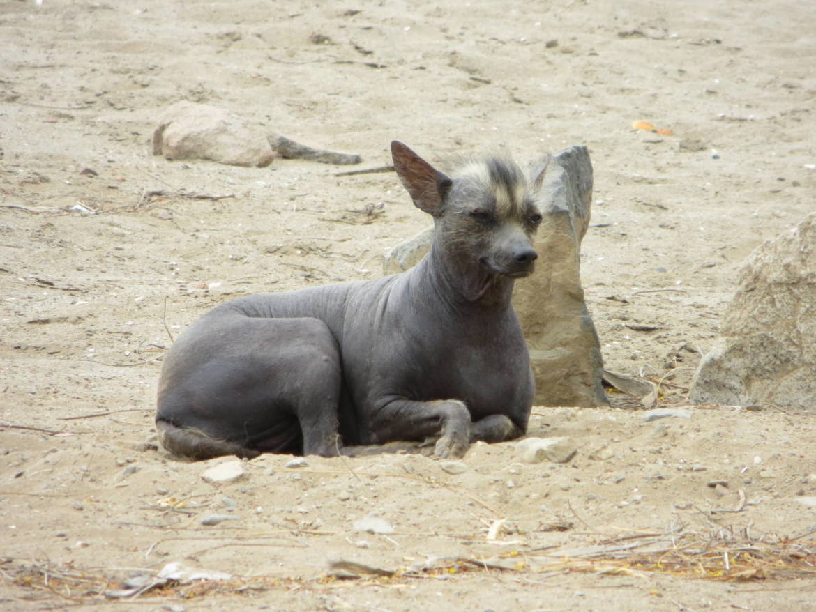 itineraire_voyage_perou_chiclayo_3