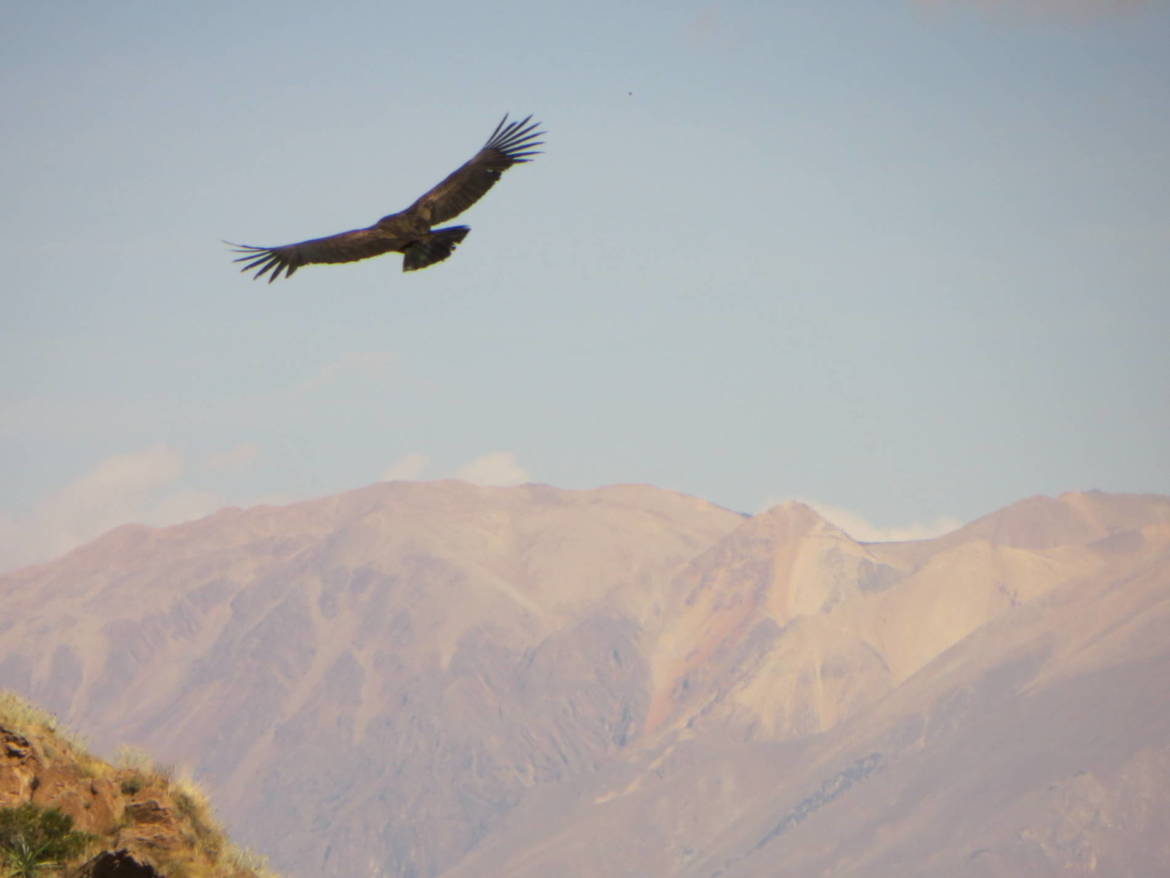 itineraire_voyage_perou_colca_1