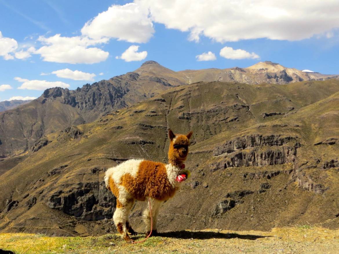 bébé lama perou