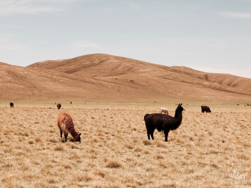 Sud Lipez Bolivie Blog voyage