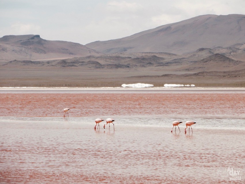 Sud Lipez Bolivie Blog voyage