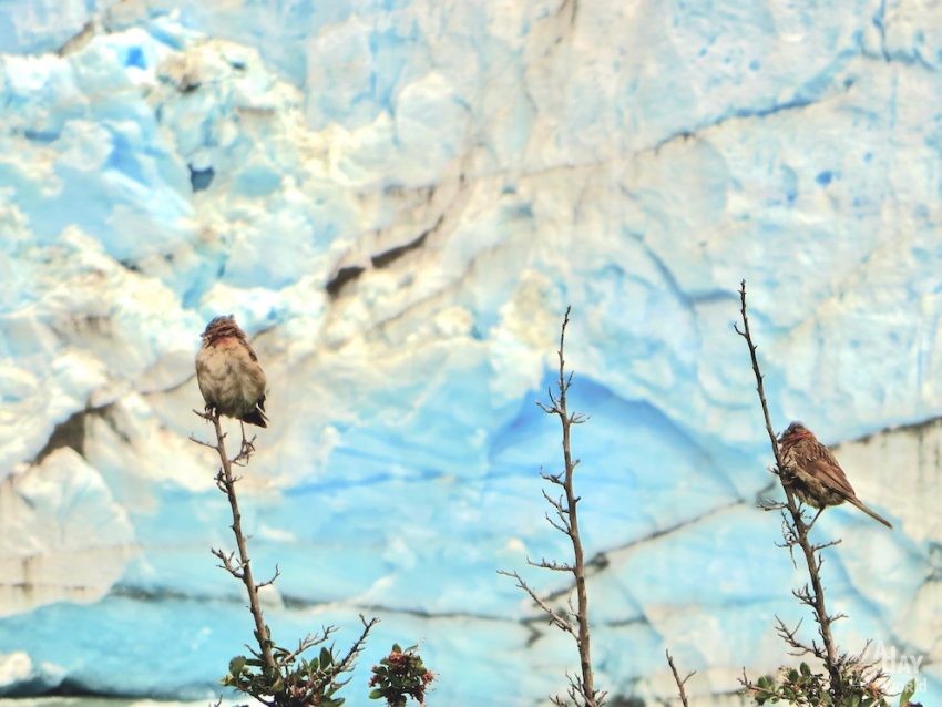 perito moreno argentine