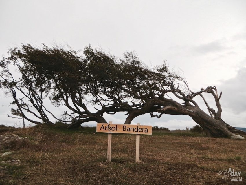 arbre ushuaia argentine a day in the world