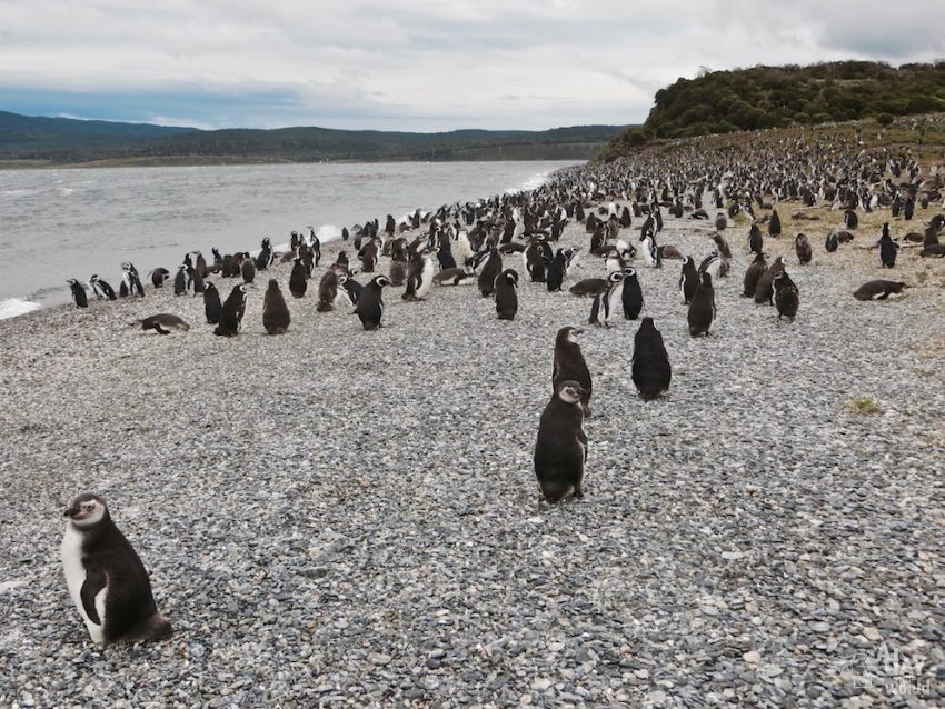 pingouin ushuaia a day in the world