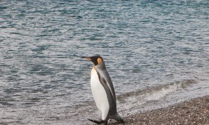 Ushuaïa et les manchots – Argentine