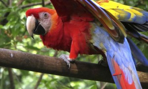 Vidéo voyage Costa Rica