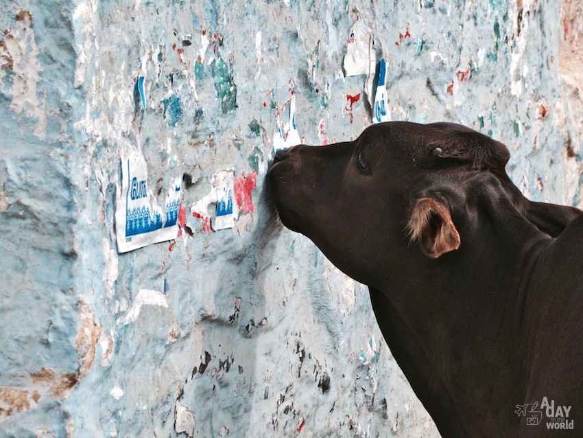 vache sacrée inde