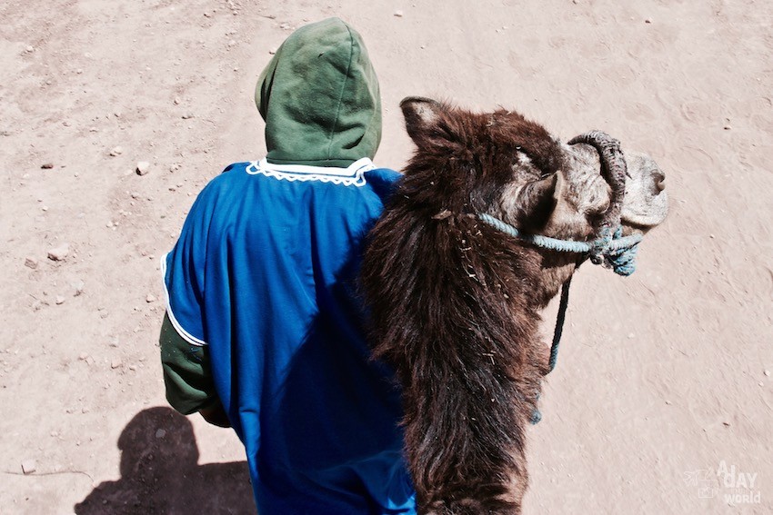 atlas-marrakech-chameaux