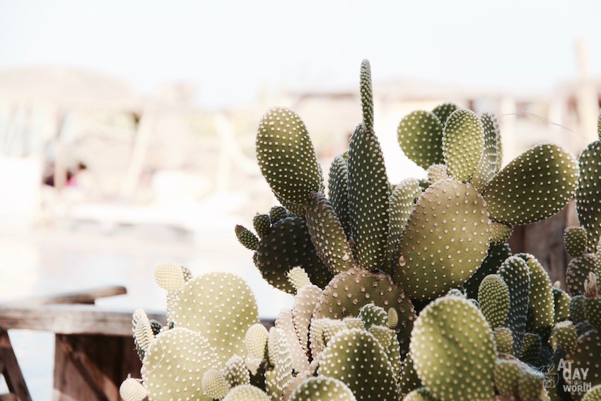 cactus-hotel-fellah-marrakech