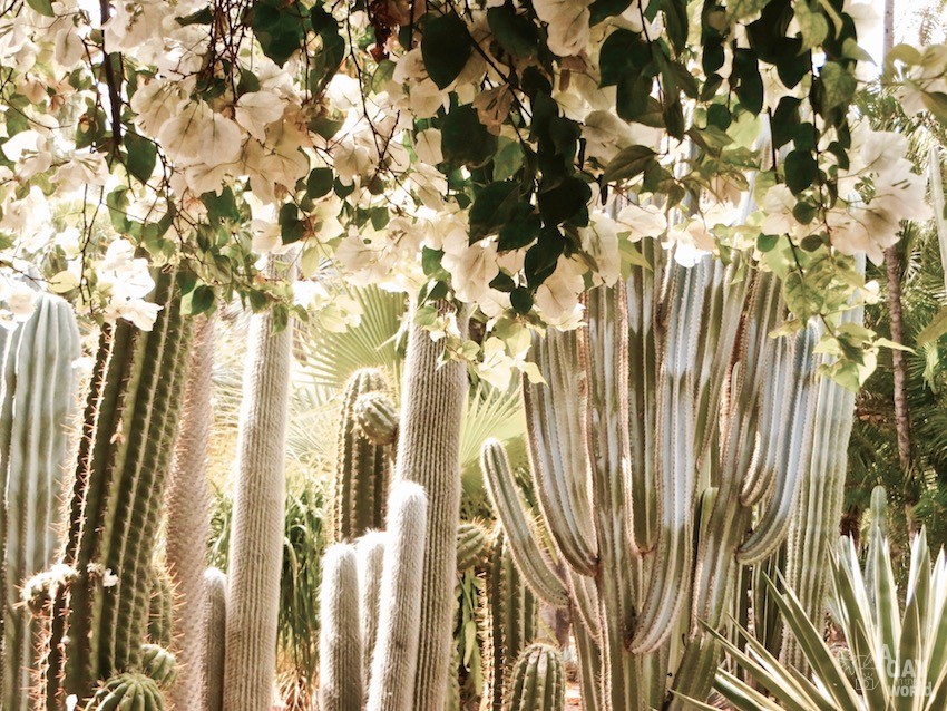 cactus-jardin-majorelle-marrakech-2