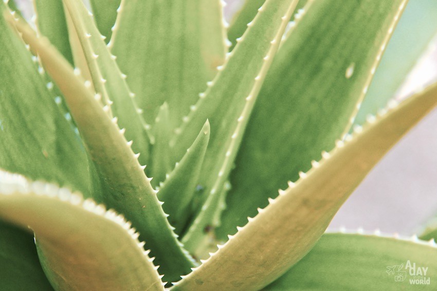 cactus-marrakech-jardin-majorelle