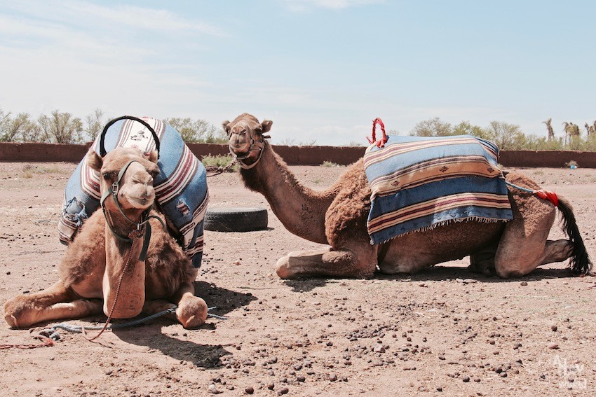 chameaux-marrakech-promenade