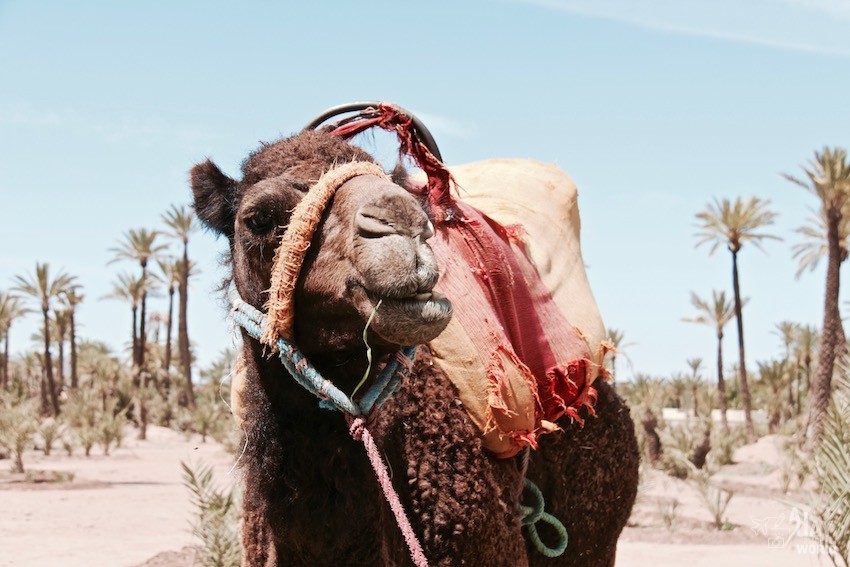 chameaux-palmeraie-marrakech