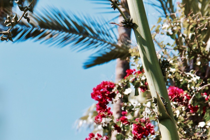 fleur-marrakech-majorelle