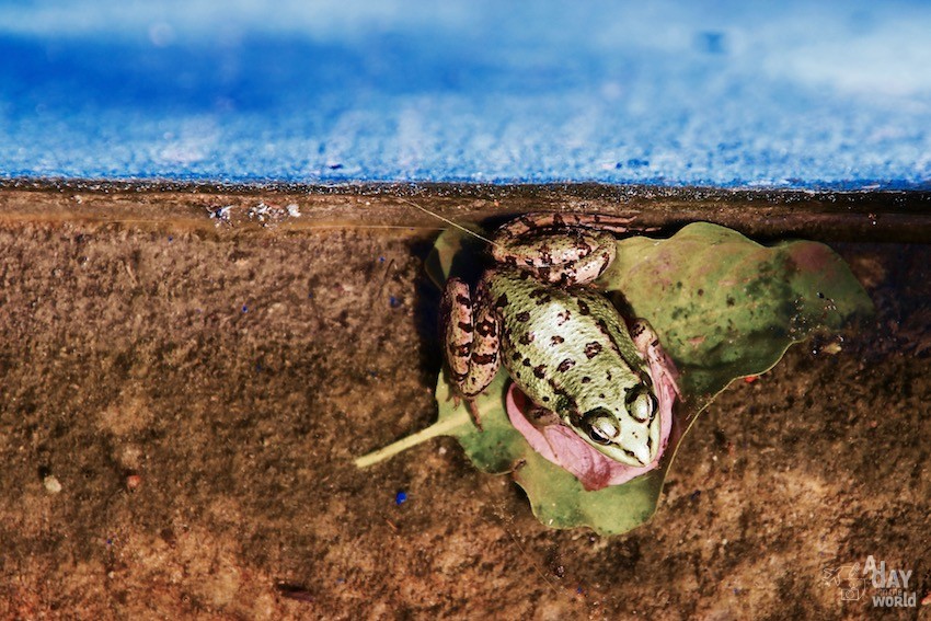 grenouille-marrakech