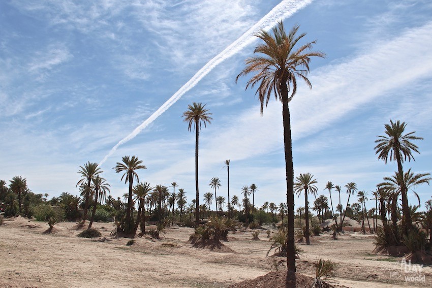 palmeraie-marrakech