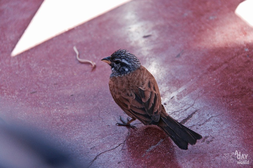 terrasse-des-epices-marrakech-oiseaux