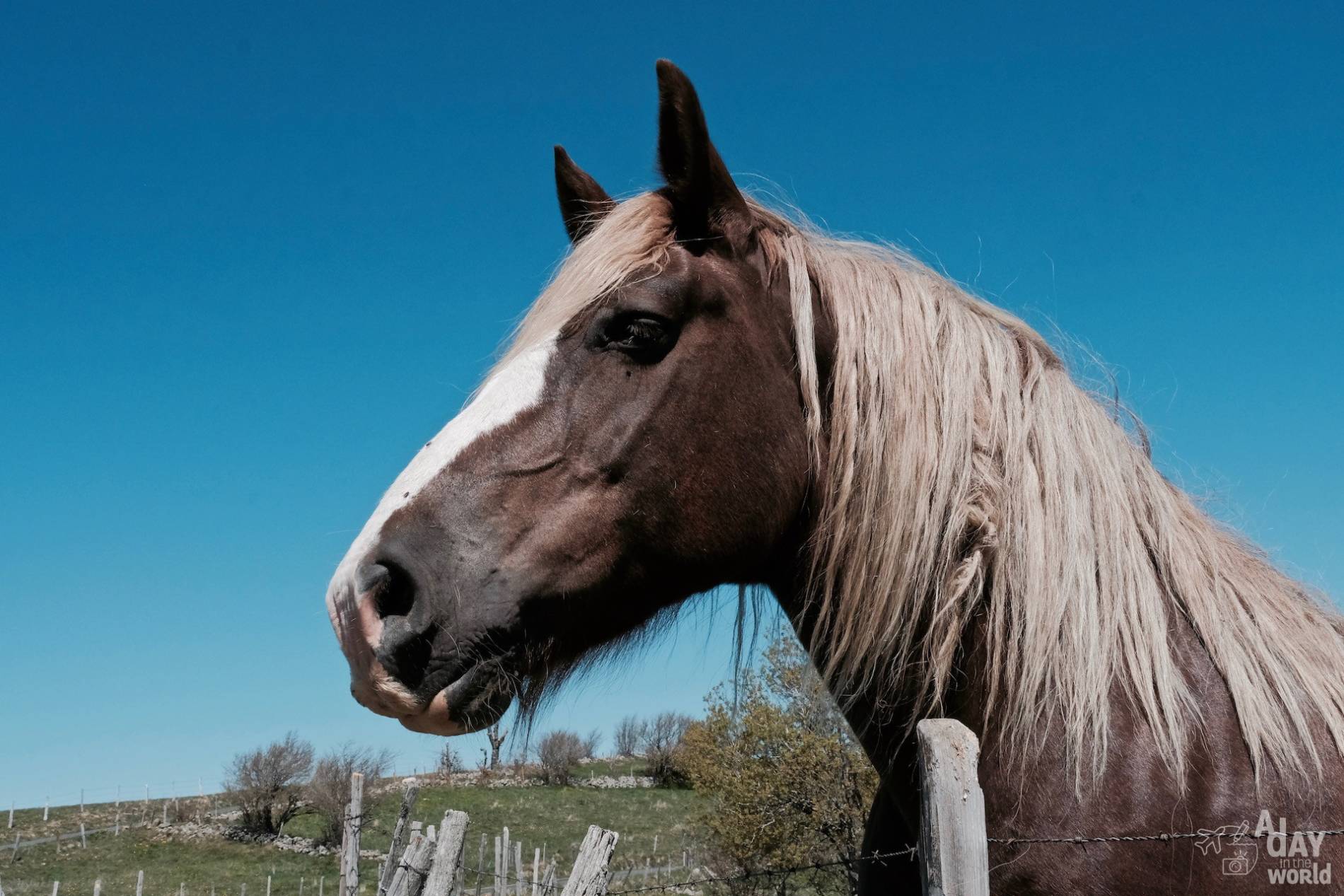 cheval lozere