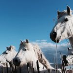 chevaux camarguais