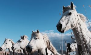 La Camargue côté terre