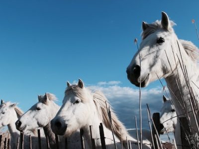 La Camargue côté terre