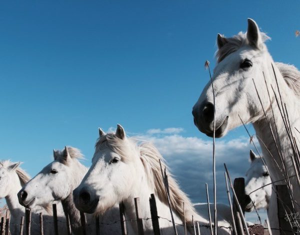 La Camargue côté terre