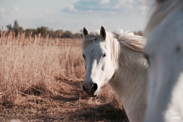 nature camargue