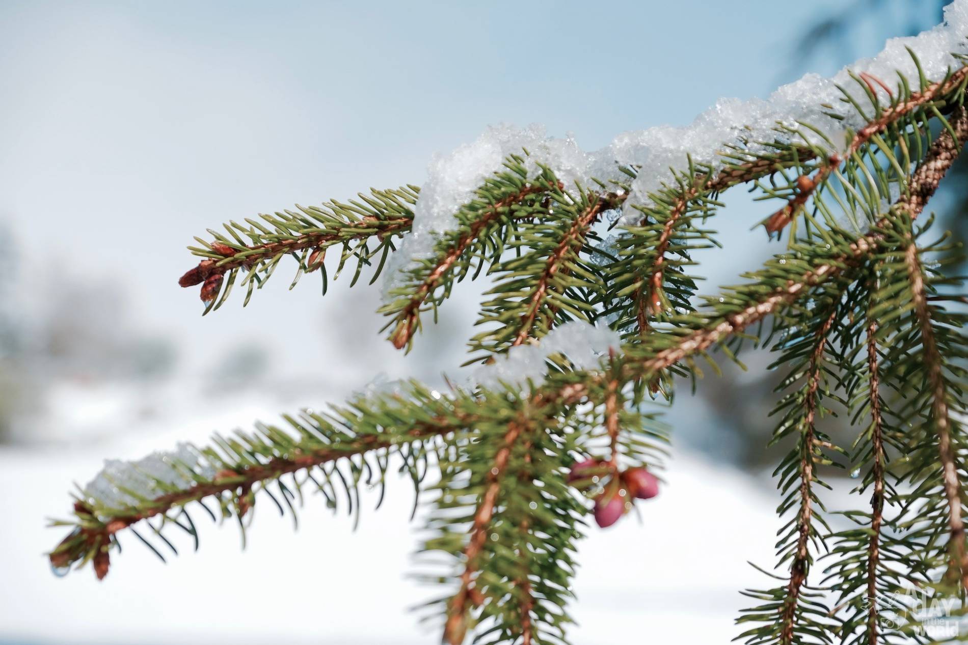 neige lozere 5