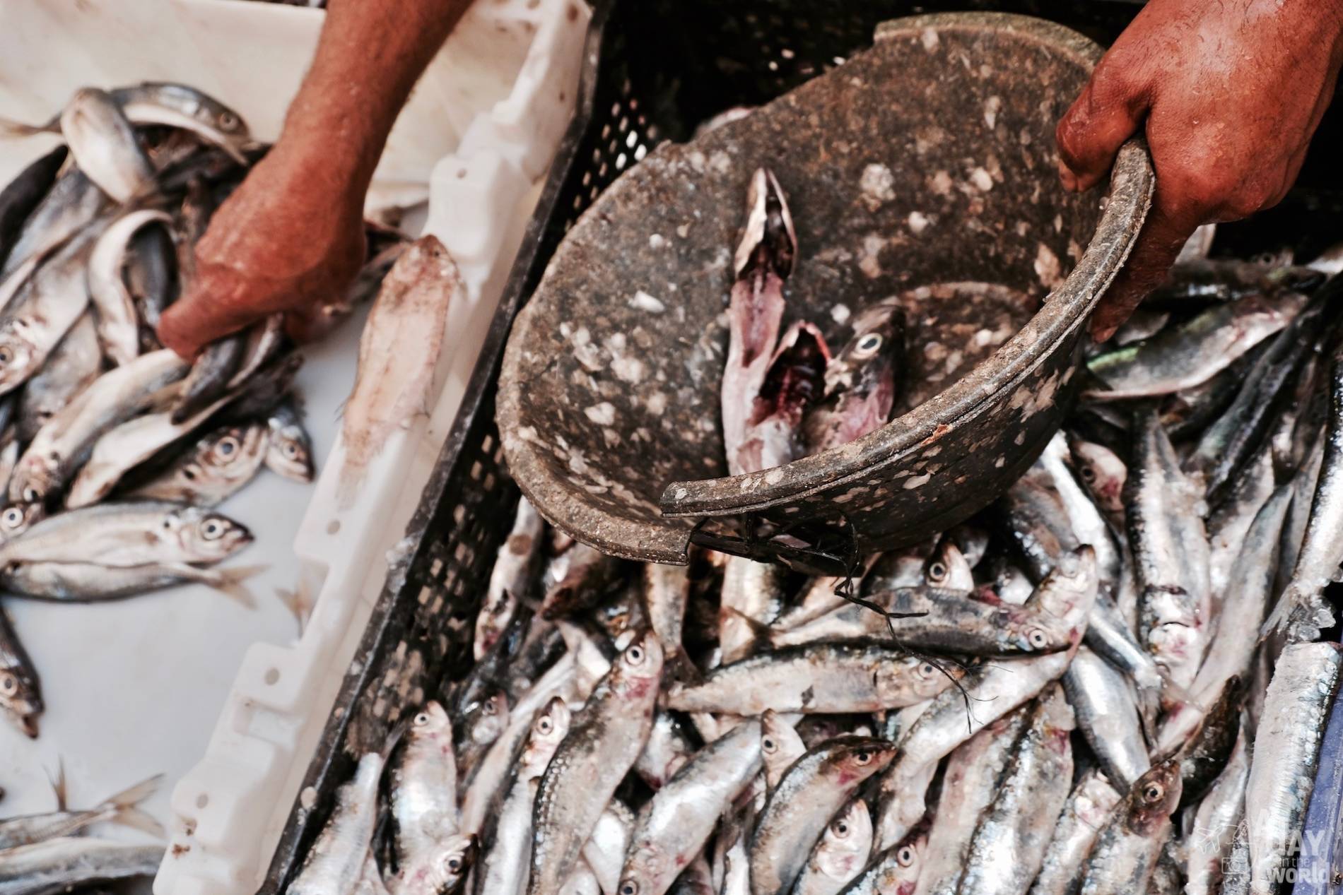 sardine maroc