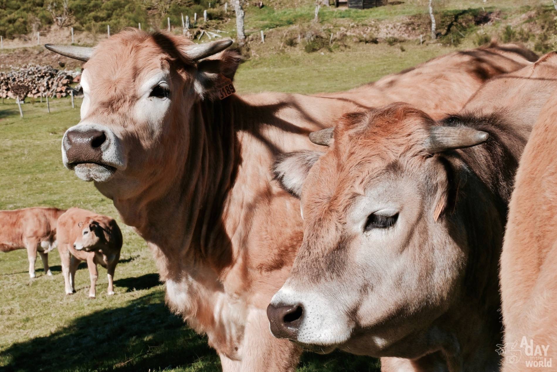 vache lozere 3