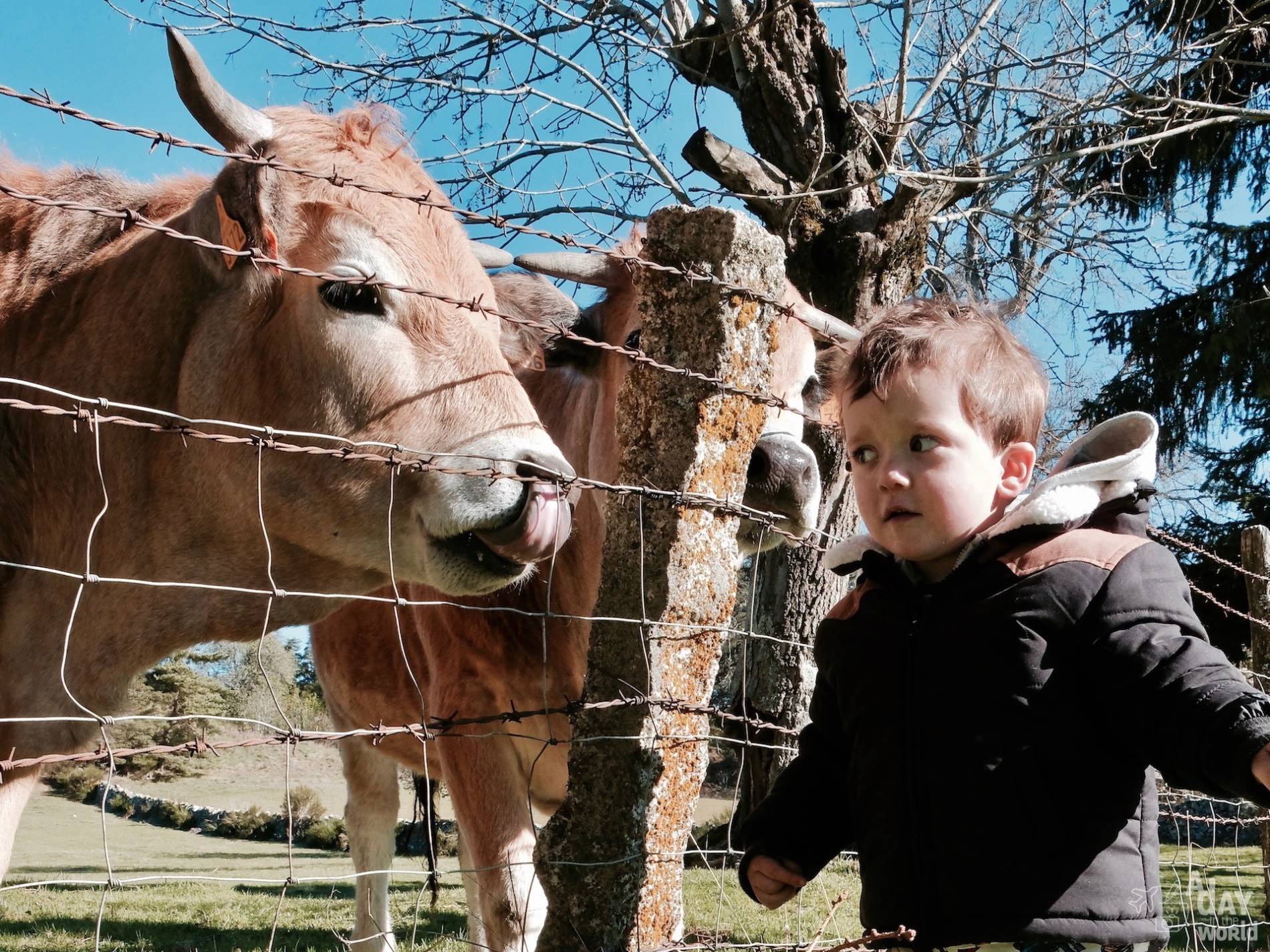 vache lozere