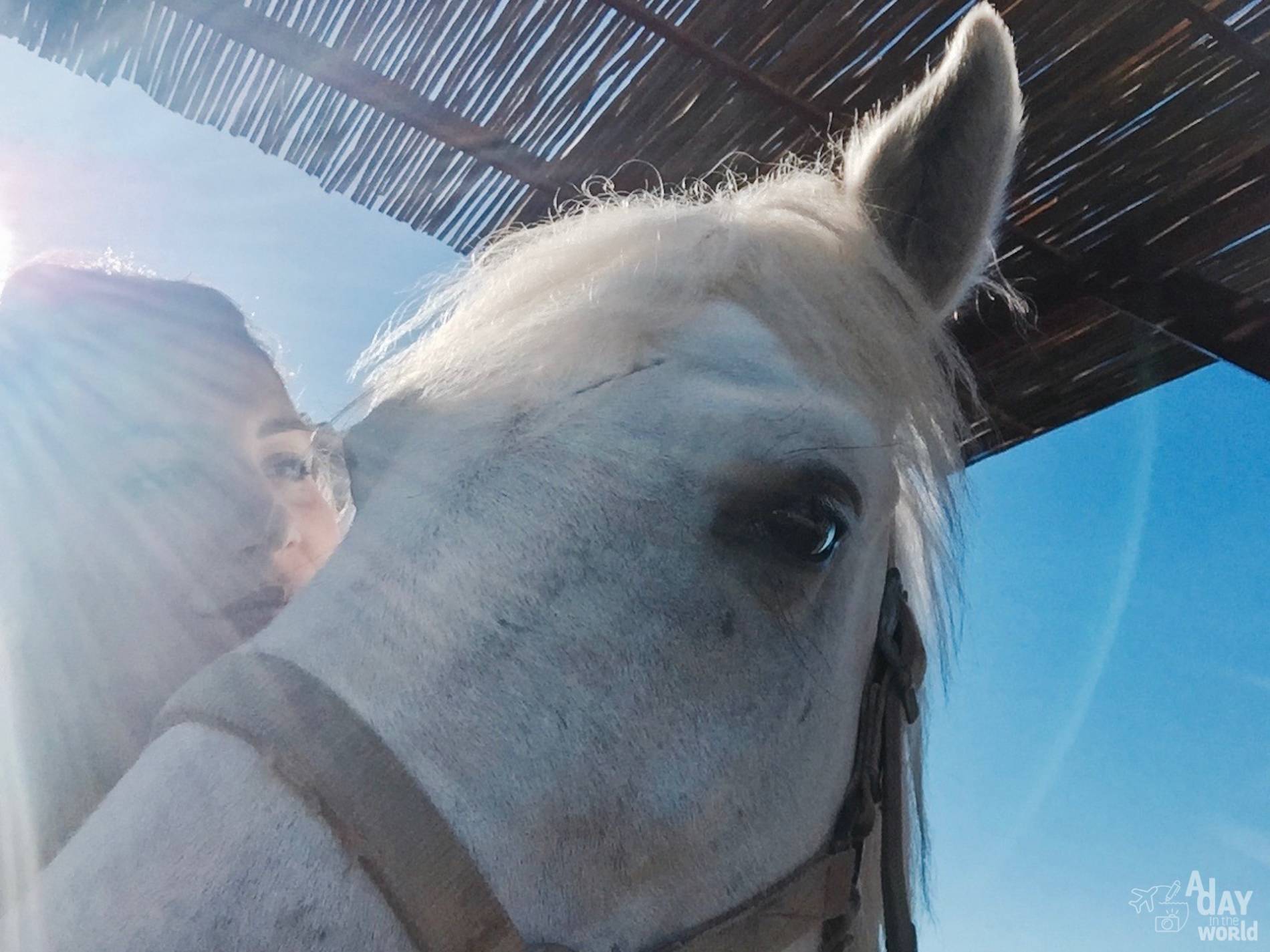 balade cheval camargue 2