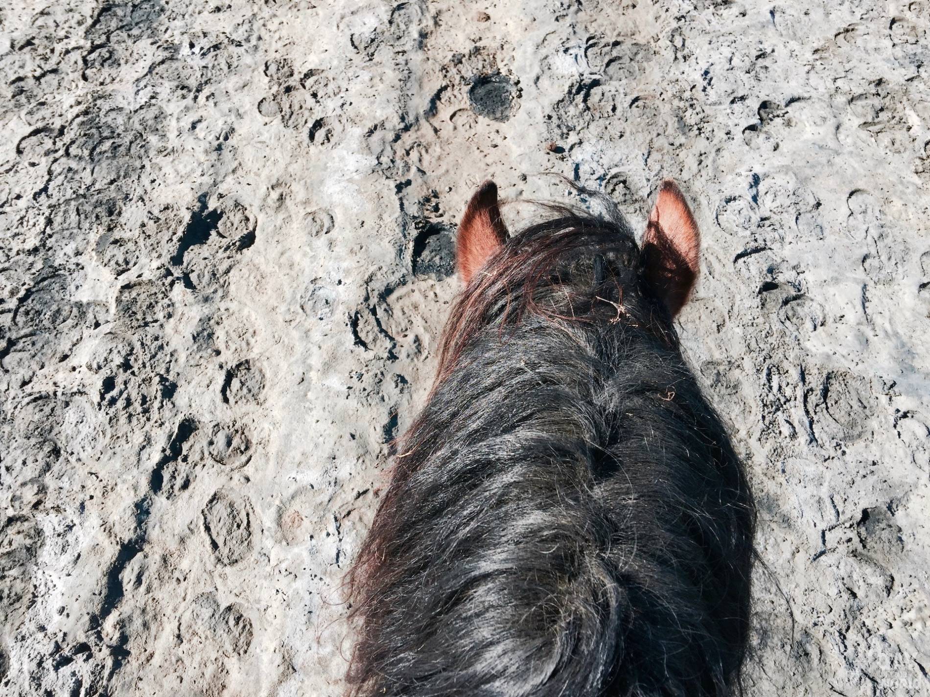 balade cheval camargue 4