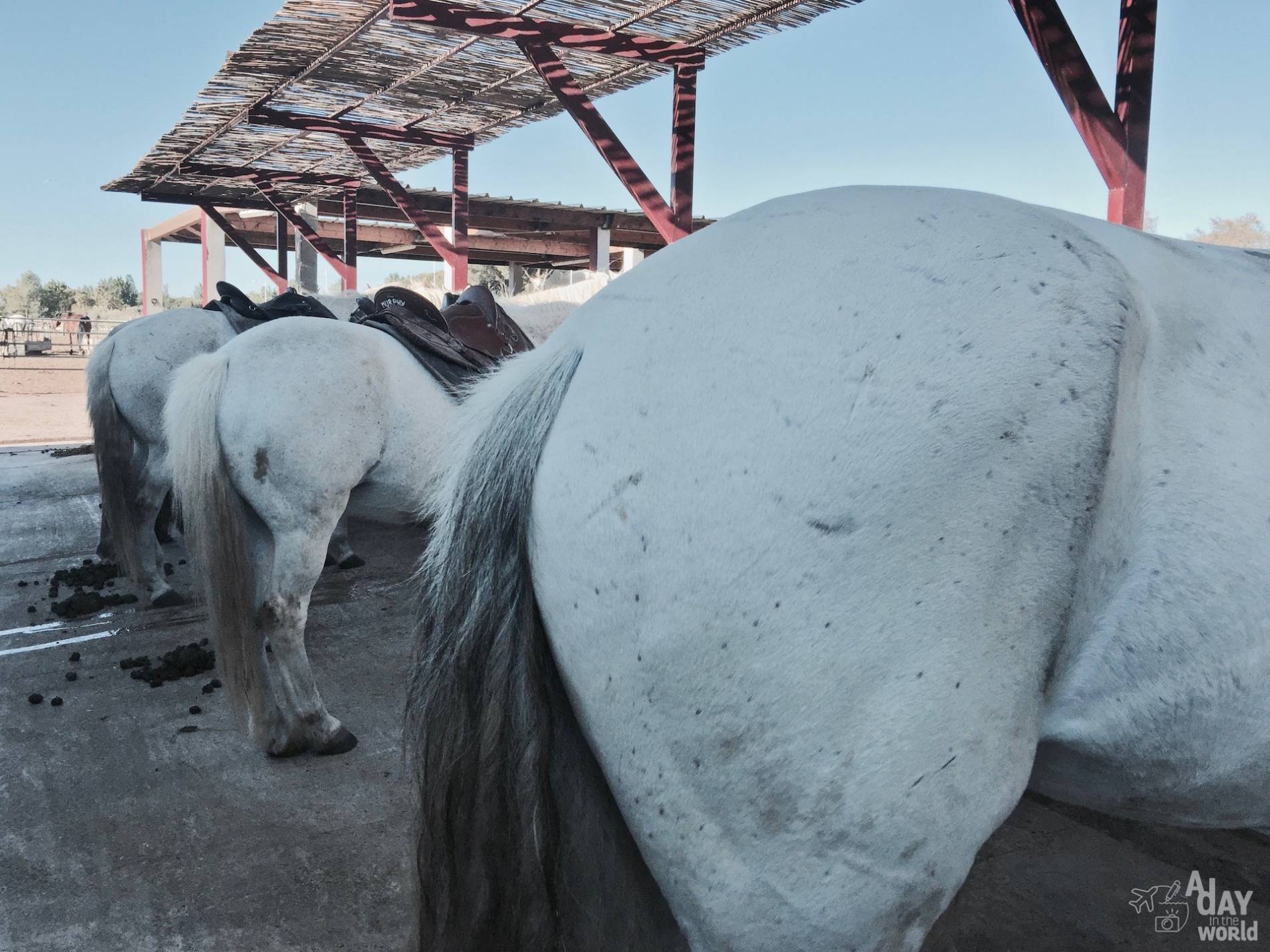 balade cheval camargue