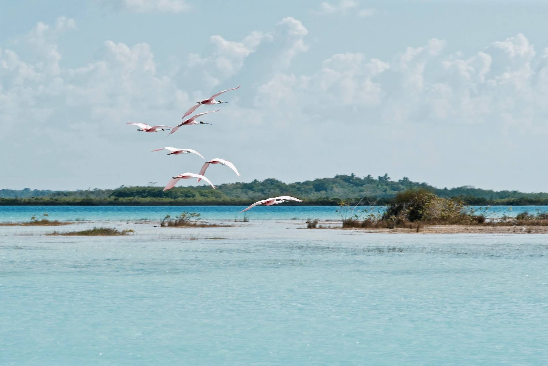 iles aux oiseaux bacalar mexique