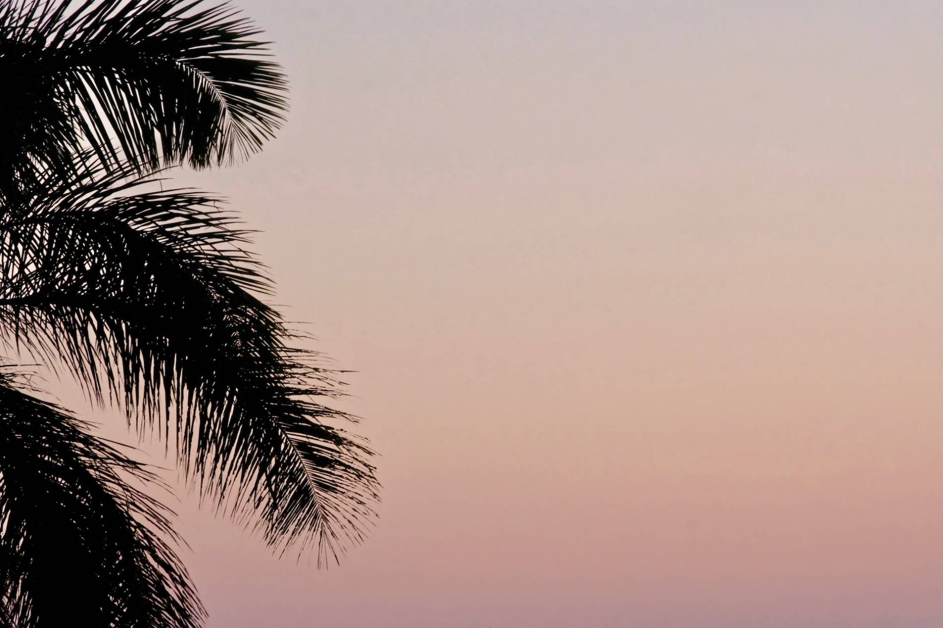 palmier sunset