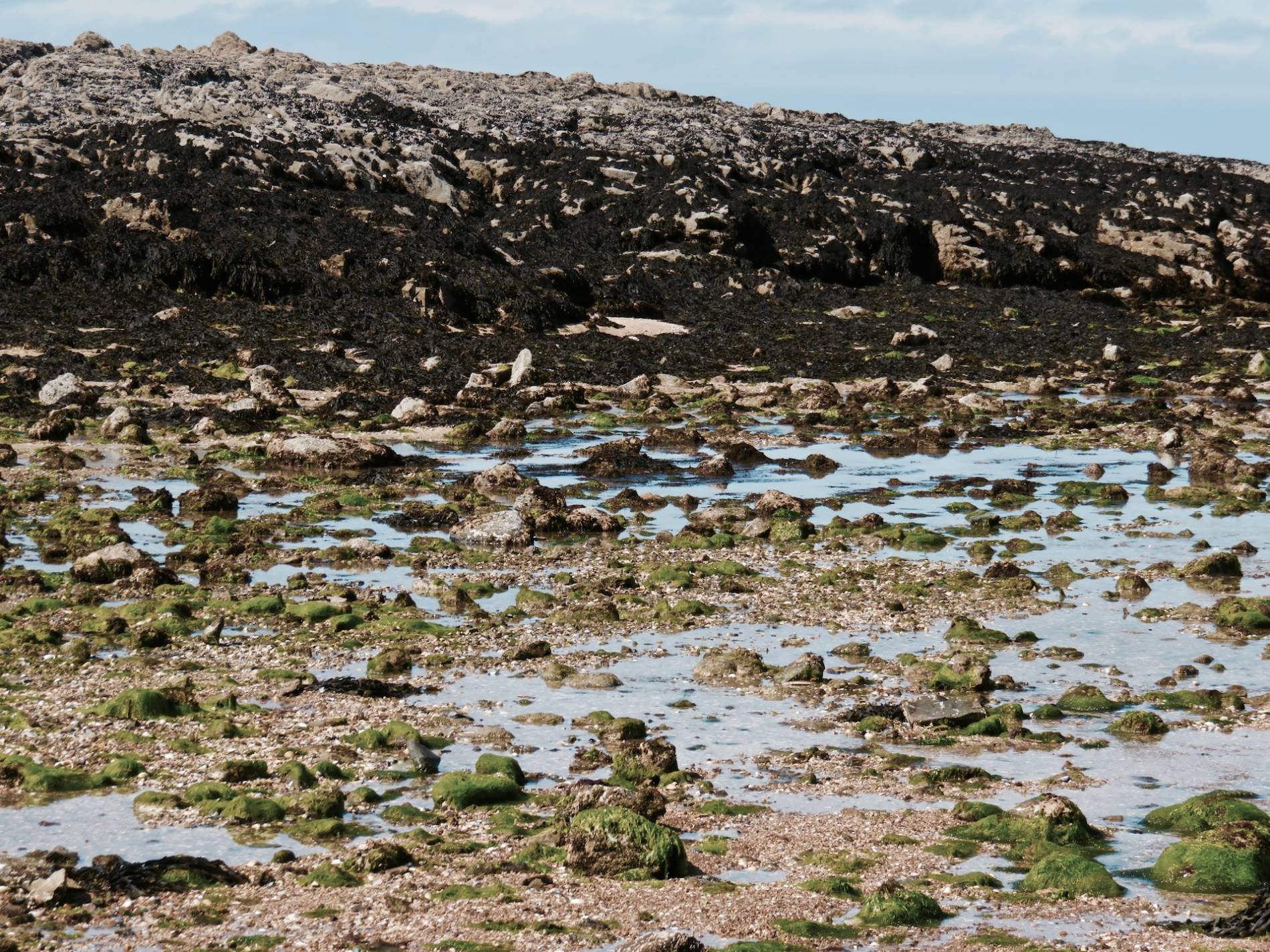 marée basse algue