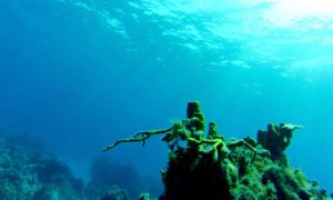 Une plongée à Cozumel au Mexique