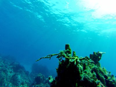 Une plongée à Cozumel au Mexique