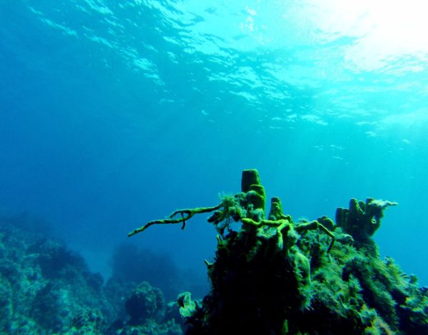 Une plongée à Cozumel au Mexique