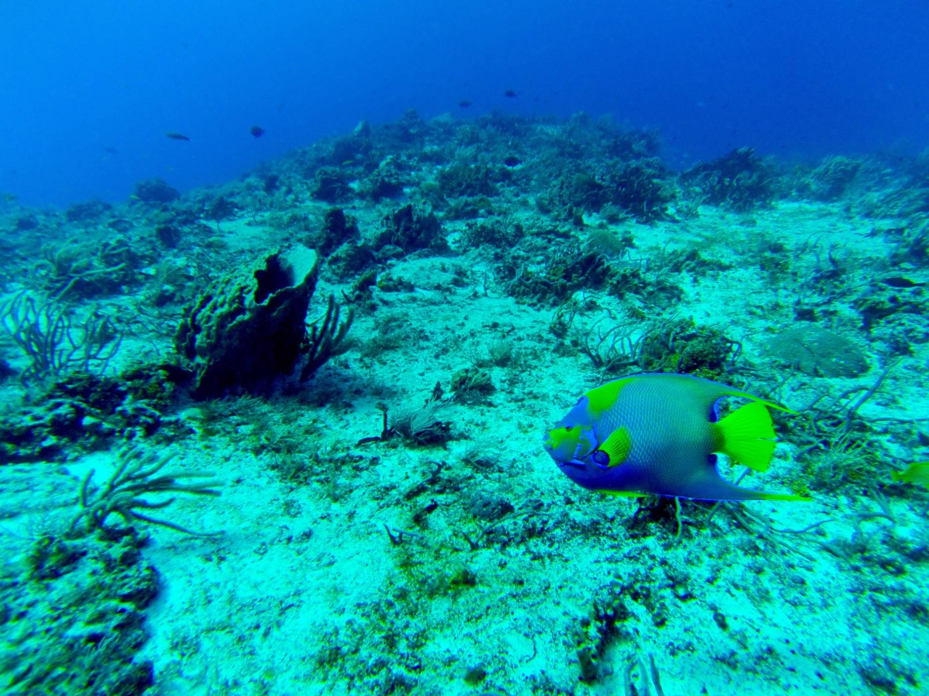 poisson exotique 2 cozumel